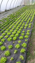 Hier wächst der Salat, der in 14 Tagen geerntet und geliefert wird.