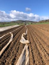 Hier wird der Acker gerade mit Folie abgedeckt.