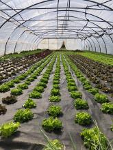 Hier wachsen Salate.