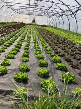 Salate im Folientunnel im April.