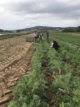 Bei der Möhrenernte. Bei der Möhrenernte.