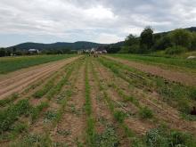 Ein noch unbearbeiteter Acker - viel zu tun!