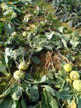 Abgeschnittene Kohlrabis auf dem Acker.