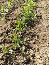 Der Lauch vor dem Hacken...