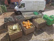 Verschiedene geerntete Kürbisse in Großkisten.