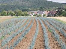 Lauchpflanzen im Beet.