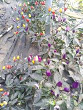 Bunte Chilis im Gewächshaus.