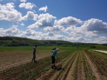 Der Zwiebelacker wird gehackt.