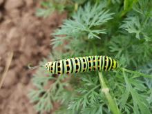 Die Raupe des Schwalbenschwanzes auf Möhrengrün.