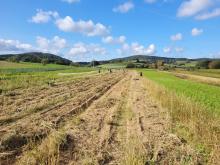 Der Zwiebelacker unter blauem Himmel.