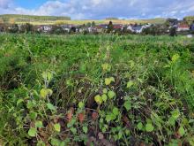Möhren im Vordergrund, Kirchvers im Hintergrund