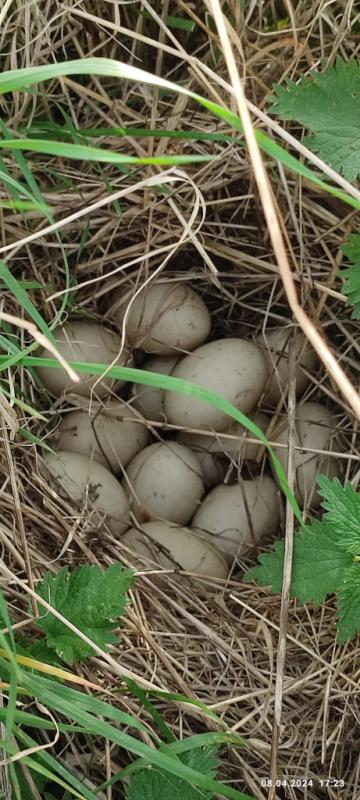 Fund im Gras, Heskem (GBl) Fund im Gras, Heskem