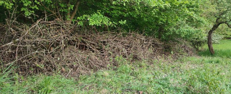 Die erste neu angelgte Benjeshecke (GBl) Die erste neu angelgte Benjeshecke