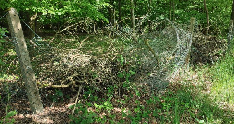 Drahtverhau, durchsetzt mit altem Baumschnitt, Heskem, Waldrand (GBl) Drahtverhau durchmischt mit altem Baumschnitt, Heskem, Waldrand