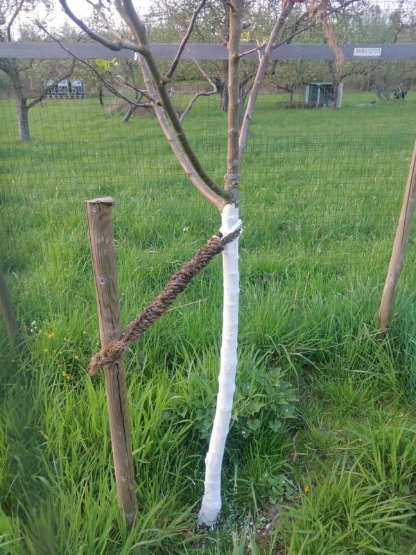 Bäumchenanstrich, Heskem (ThGr) Bäumchenanstrich, Heskem