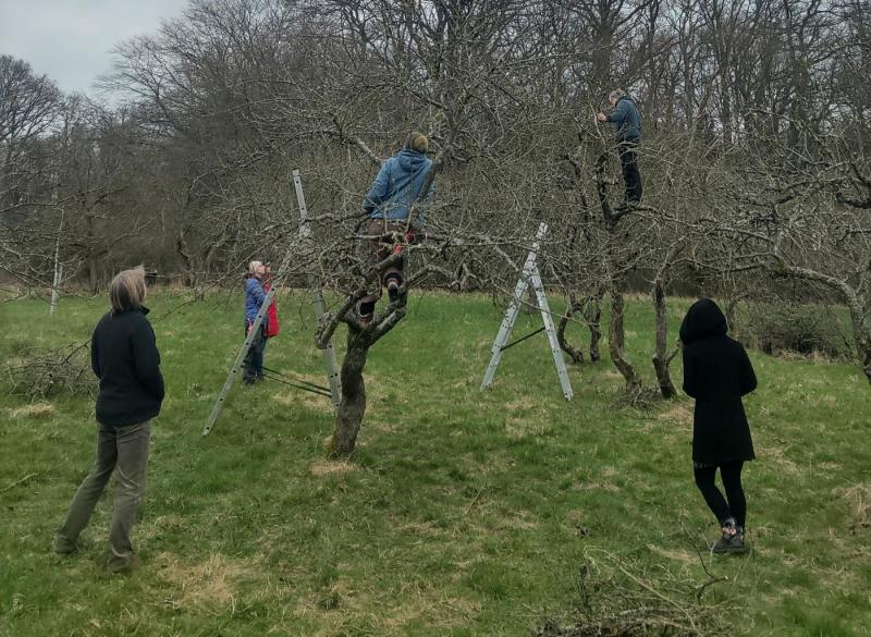 Altbaumschnitt, Heskem (ThGr) Altbaumschnitt, Heskem