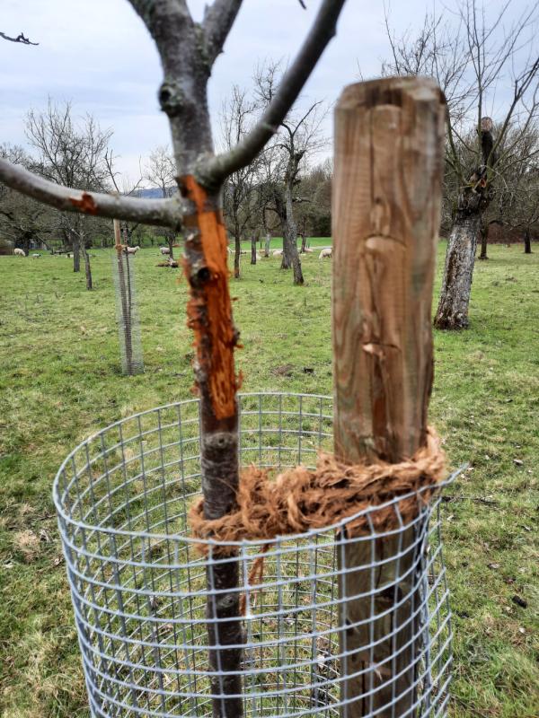 Angeknabberter Jungbaum, Wieseck